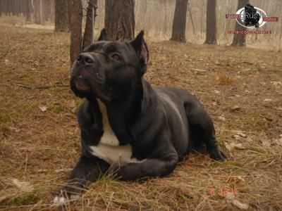 EUROPA GLINT GOLD IZ DINASTII CHEMPIONOV | Cane Corso 