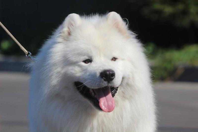 TERRA WINNERS ELISEY | Samoyed 