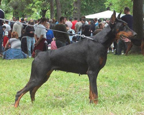 Paola Naiss Ginga House | Black Doberman Pinscher