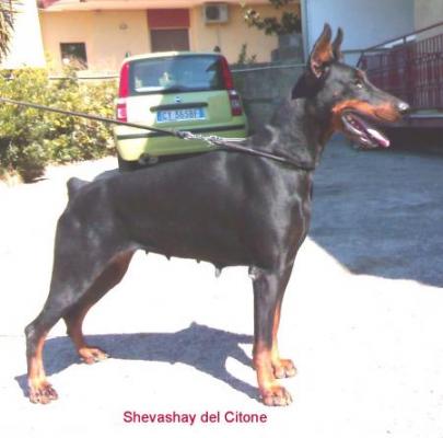 Shevashay del Citone | Black Doberman Pinscher