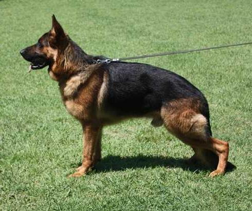 Kraft von United Hof | German Shepherd Dog 