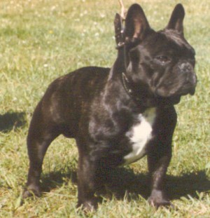 François De La Parure | French Bulldog 