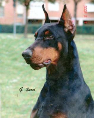 Grafgequeby di Temaline | Black Doberman Pinscher