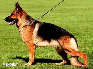 Brigit vom Nadelhaus | German Shepherd Dog 