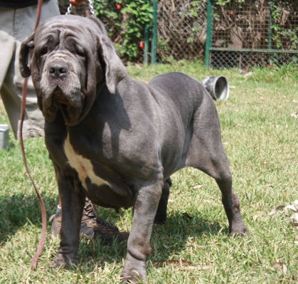 Sicilia dello Scultore | Neapolitan Mastiff 