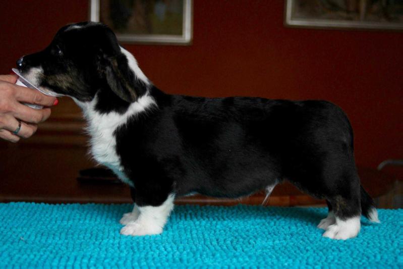 Keksband By Design | Cardigan Welsh Corgi 