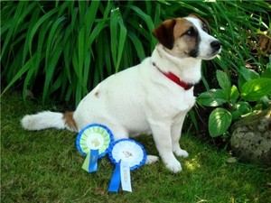 Saltisgardens Major Tom | Jack Russell Terrier 