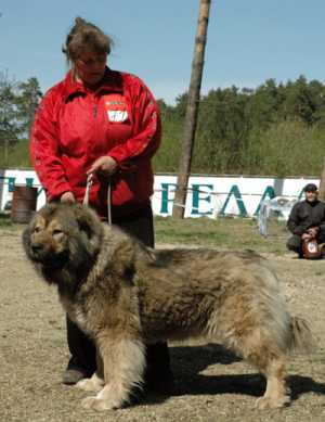 Alfa Tsentavra Iz Stolitsy Sibiri | Caucasian Mountain Dog 