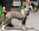 Aysha Bibi Barba Cana Excelent | Standard Schnauzer 