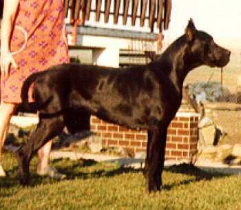 Zita Velan | Great Dane 