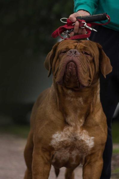 Highway to Hell dei Mastini del Goya | Dogue de Bordeaux 