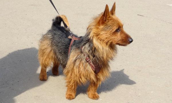 YakoGor LOEWE SOLO ABSOLUTE | Australian Terrier 