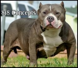 New Troijan's Blue Strike | American Pit Bull Terrier 