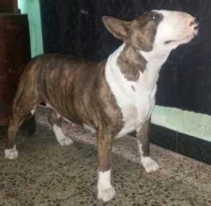 Mora Rojas | Bull Terrier 