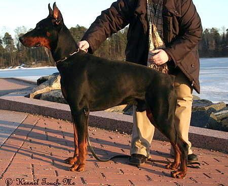 Sant Kreal Bomond | Black Doberman Pinscher