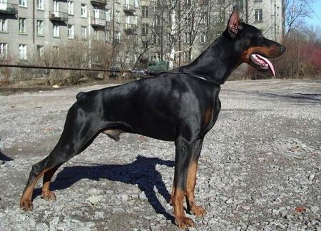 Sant Kreal Bagration | Black Doberman Pinscher