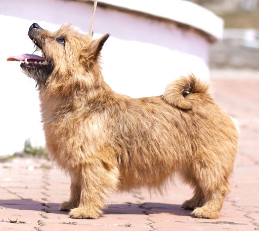 YantarnaYa Koketka Lady Kirochka | Norwich Terrier 