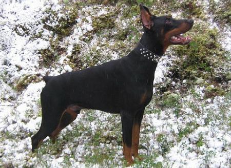 Sant Kreal Veles | Black Doberman Pinscher