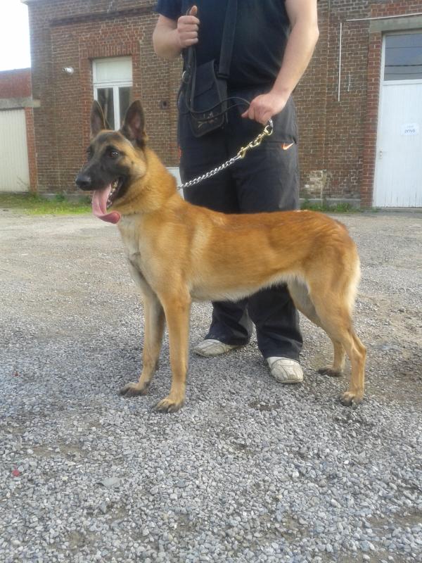 Quassia du vieux roux | Belgian Malinois 