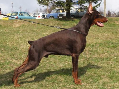 Sant Kreal Viking | Brown Doberman Pinscher