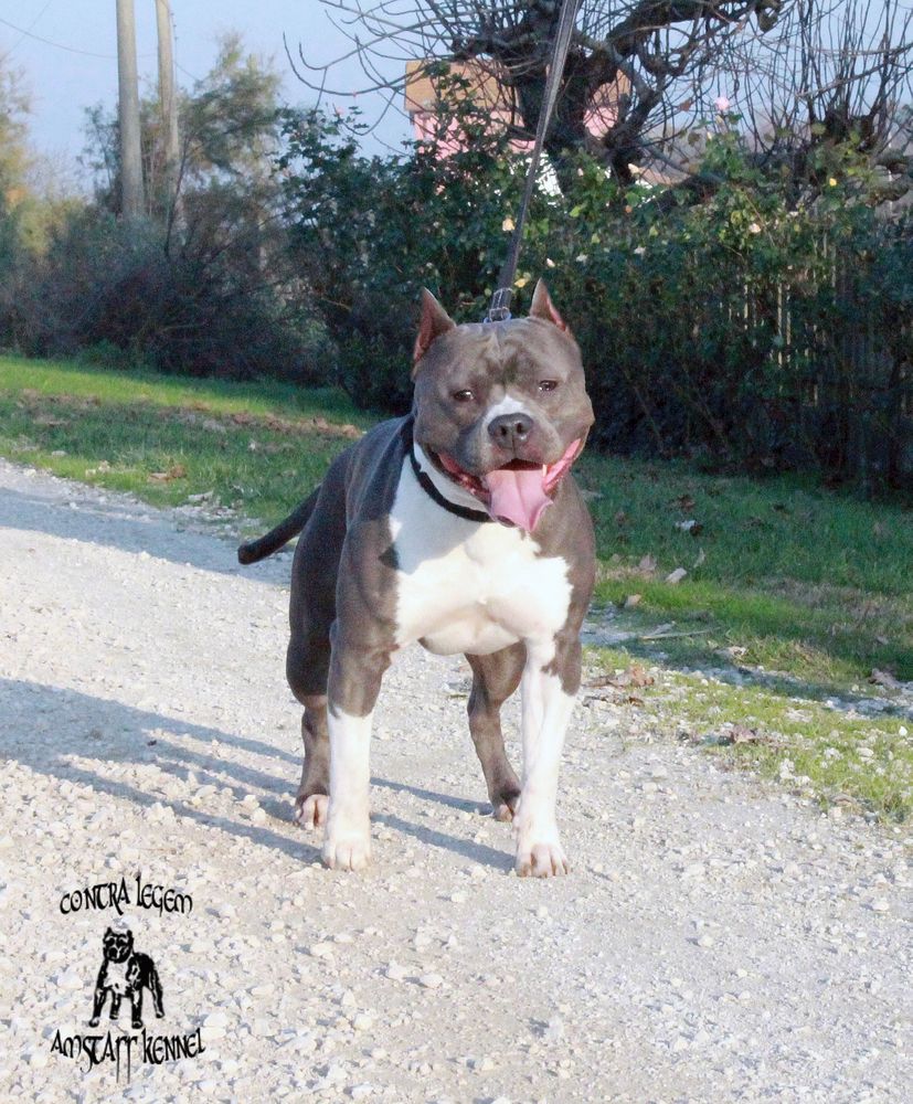 Contra Legem Billy the Kid | American Staffordshire Terrier 