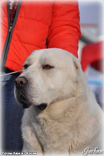 Ratly Asha iz Klovi | Central Asian Shepherd Dog 