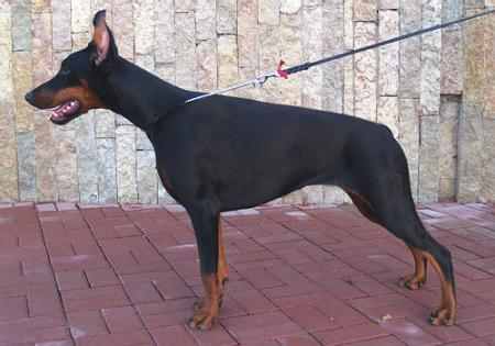 Sant Kreal Varvara | Black Doberman Pinscher