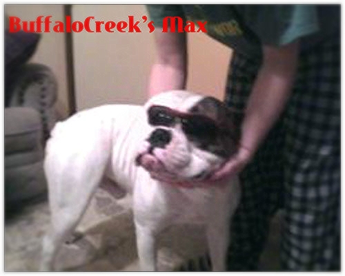 CrazyCreek Farm's Bad boy Max from BuffaloCreek | Olde English Bulldogge 