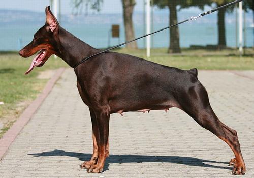 Sant Kreal Vivache | Brown Doberman Pinscher