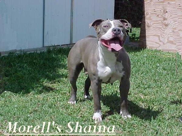 Morell's Shaina | American Pit Bull Terrier 