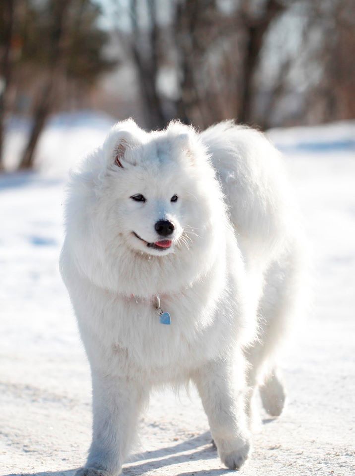 LETITSNOW Angel Shanti | Samoyed 