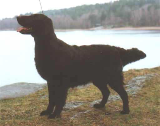 Raas-Line's Northern Bell | Flat-Coated Retriever 