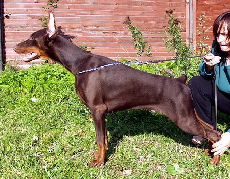 Sant Kreal Viva Venera | Brown Doberman Pinscher