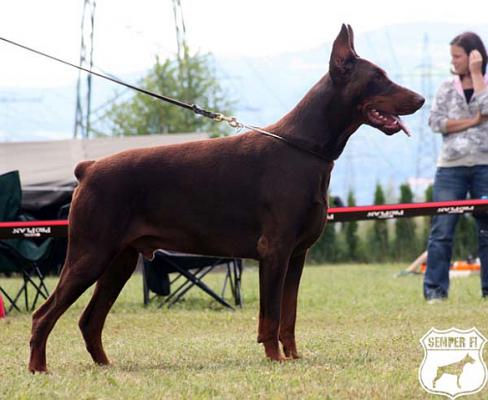 Massimo Ekoeby  di Matario | Brown Doberman Pinscher