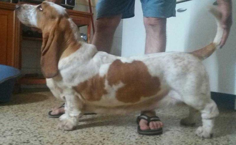 I'M Lioness of Sun di Lago Ombroso | Basset Hound 