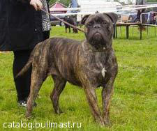 Lestniza v nebo iz Grafskoy | Bullmastiff 