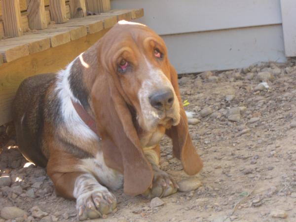 Deliah Queen's Hermelin Ellie | Basset Hound 