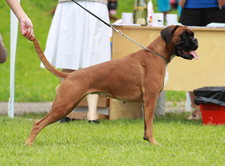 Ability Endora Ebony | Boxer 