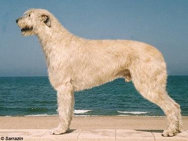 Demian von den Sarrazenen | Irish Wolfhound 