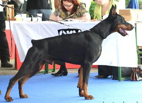 Mephisto Ekoeby  di Matario | Black Doberman Pinscher