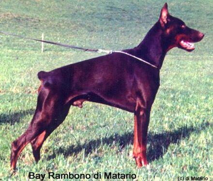 Bay Rambono di Matario | Brown Doberman Pinscher