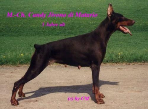 Candy Jivono di Matario | Brown Doberman Pinscher