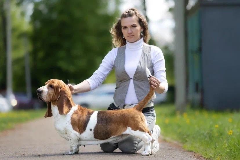 Lily Crown Bayra | Basset Hound 