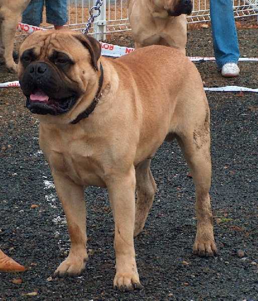 Valdo | Bullmastiff 