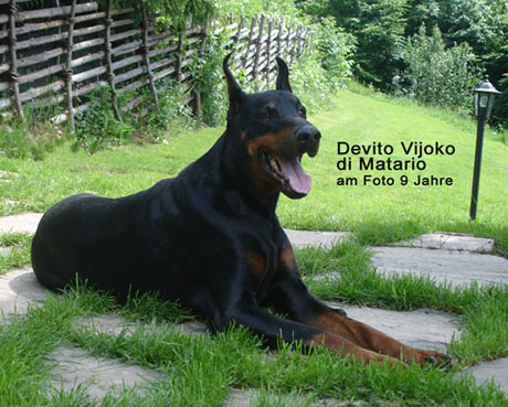 Devito Vijoko di Matario | Black Doberman Pinscher