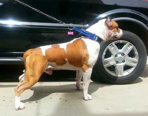Panchito by Pineda's | American Staffordshire Terrier 