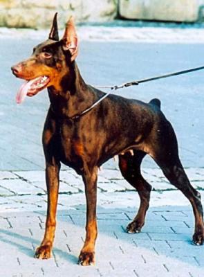 Elba Aljoko di Matario | Brown Doberman Pinscher