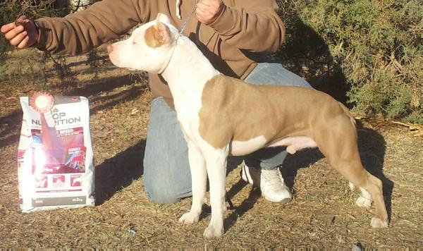Eros Bravos Bulls | American Pit Bull Terrier 