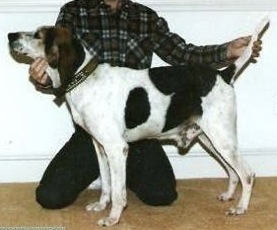 River Bend Flag | Treeing Walker Coonhound 