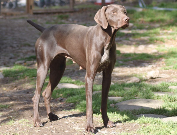 Guiness du Domaine du Framire | German Shorthaired Pointer 